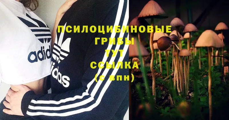 Псилоцибиновые грибы MAGIC MUSHROOMS  Свирск 